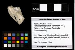 Foto (Objekt + Etiketten) von Pithonoton marginatum (von Meyer, 1842) 